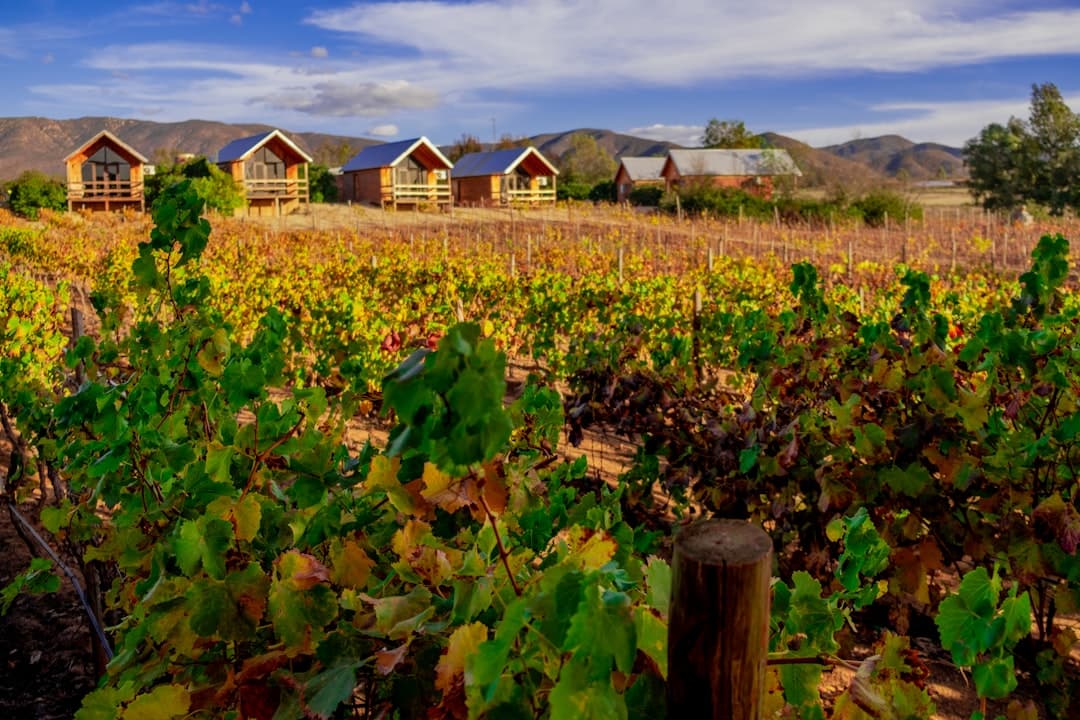 Bodas en Valle de Guadalupe - El encanto bohemio de los viñedos y la alta cocina campestre