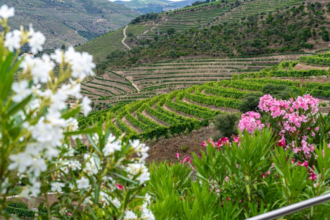 Bodas en Valle del Duero