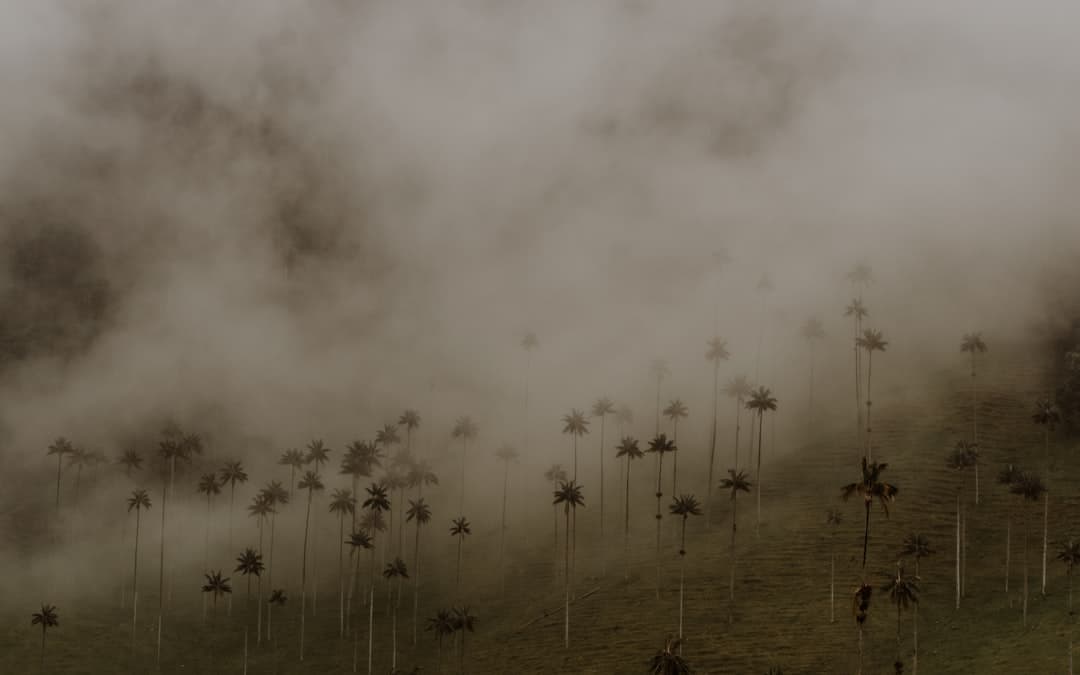 Luna de miel en Eje Cafetero y Valle de Cocora, Colombia