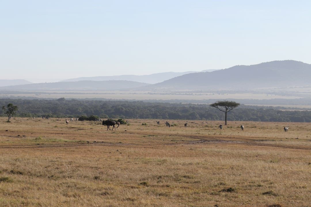 Reserva Nacional Masái Mara, Kenia