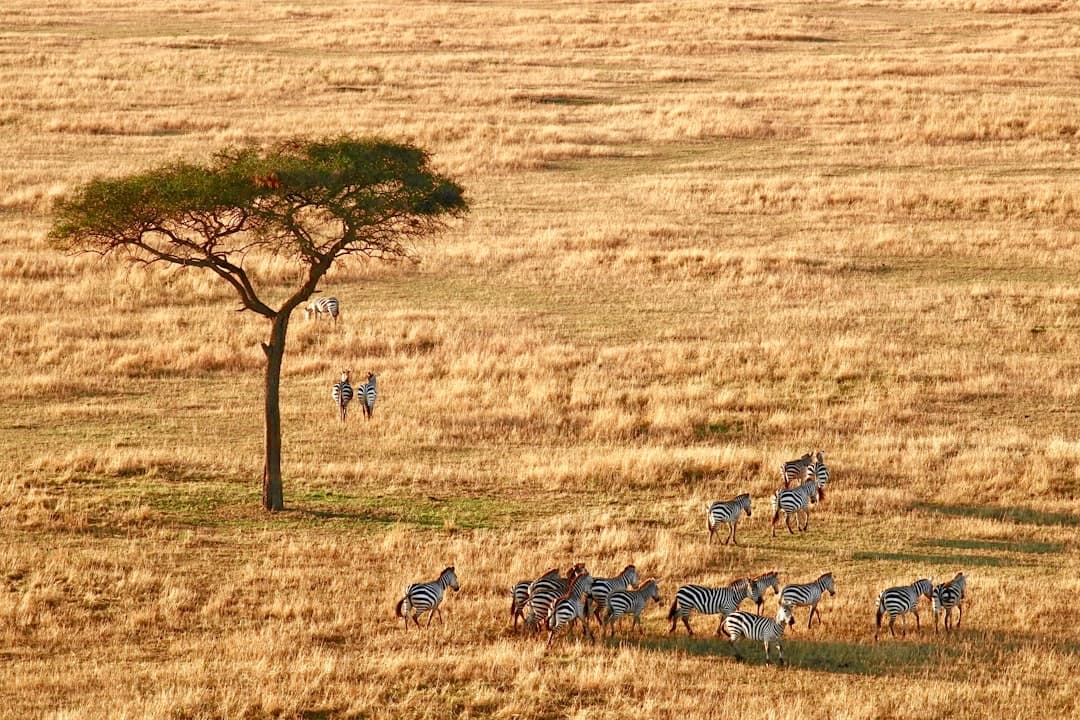 Parque Nacional Serengeti, Tanzania